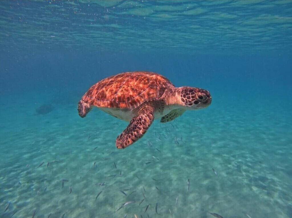 Idyllic Curacao With Stunning Views