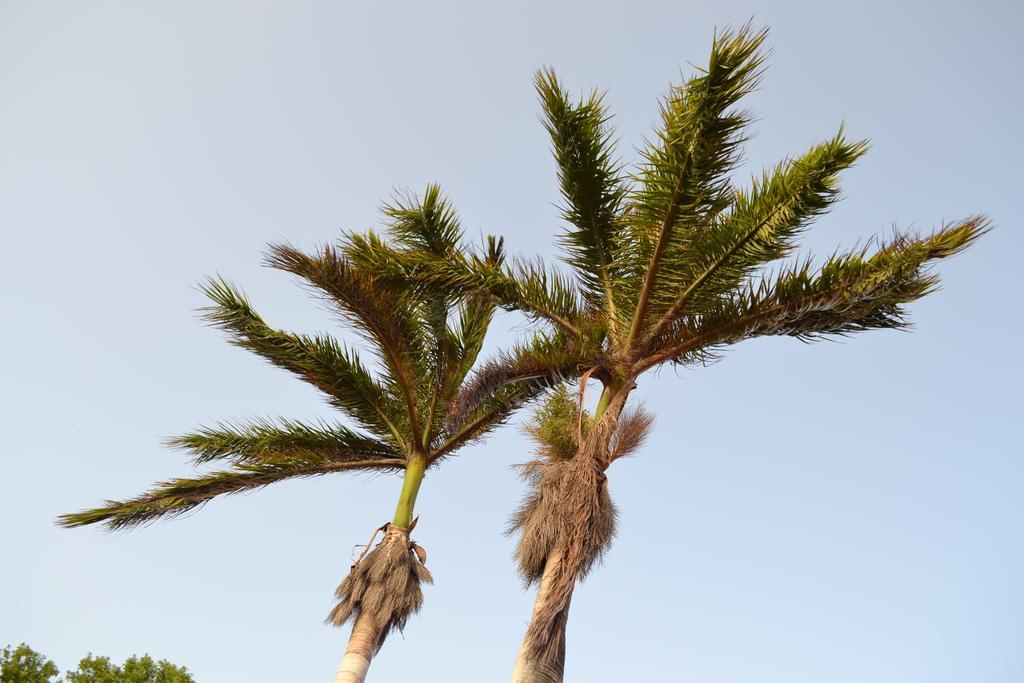 Palm Trees Appartement *