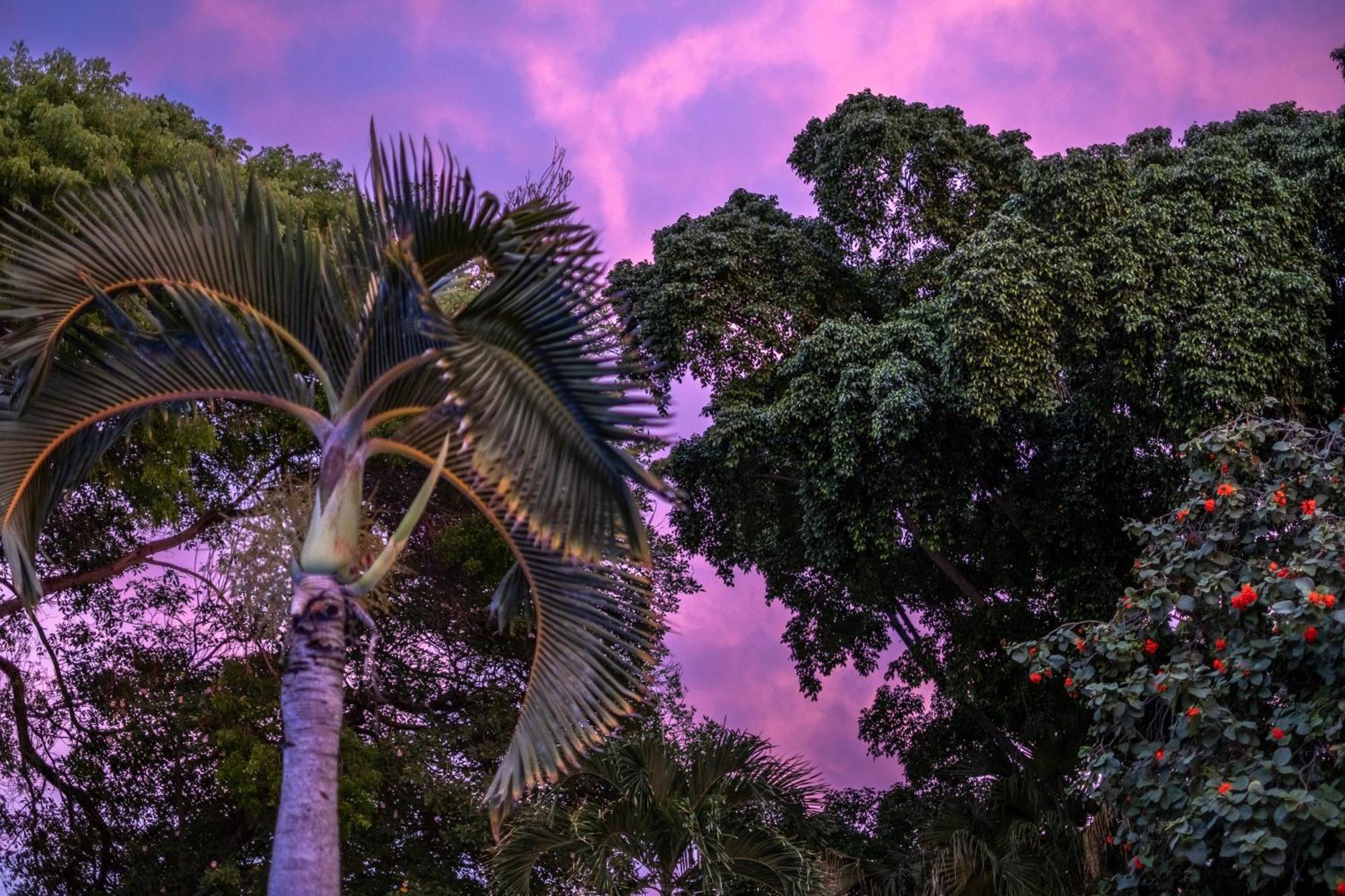 Kura Botanica Willemstad