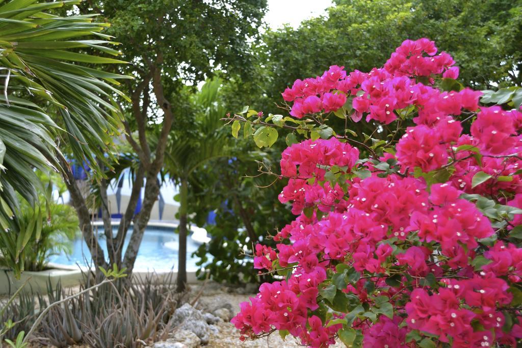 Bed & Breakfast De Willemstad