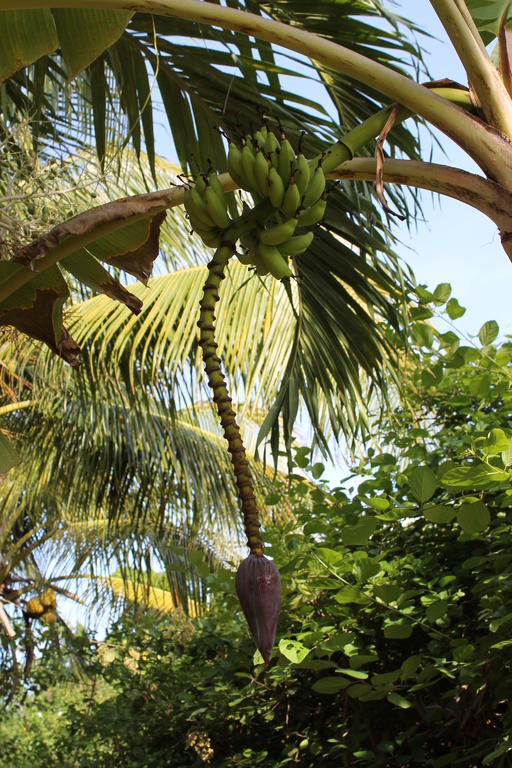 Apartment Caribbean Flower