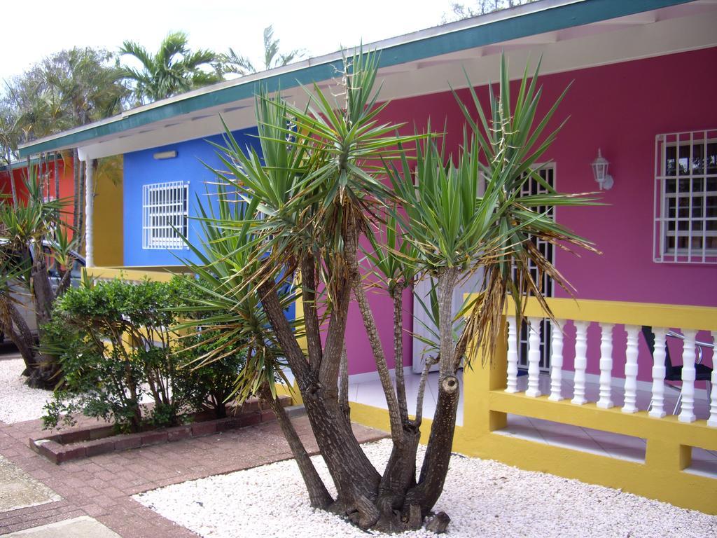 Iguana Apartment