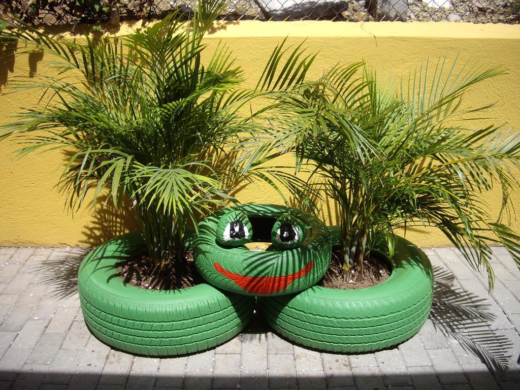 Iguana *