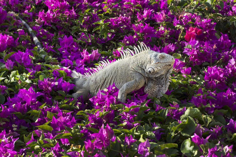 Bon Bini Curacao Campo de férias 3*