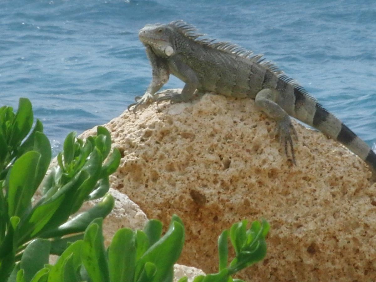 Hemels Curacao Bed & Breakfast *