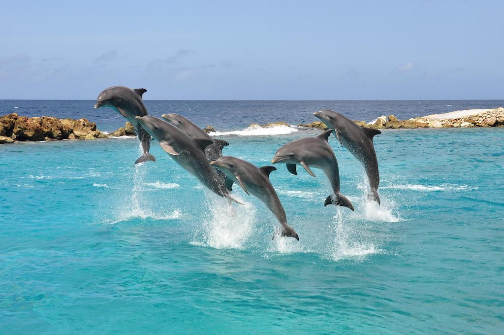 Dolphin & Wellness Curacao Hotel Willemstad