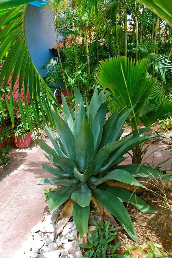 Caribbean Flower Appartement