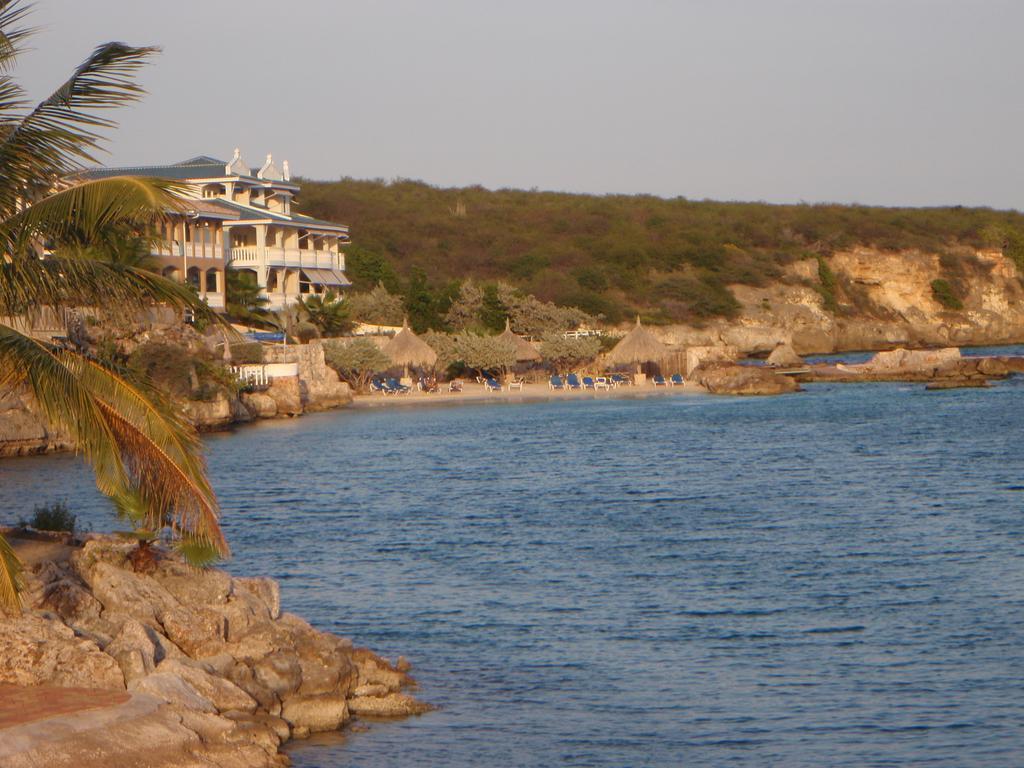 Dolphins Jump@curacao Ocean *