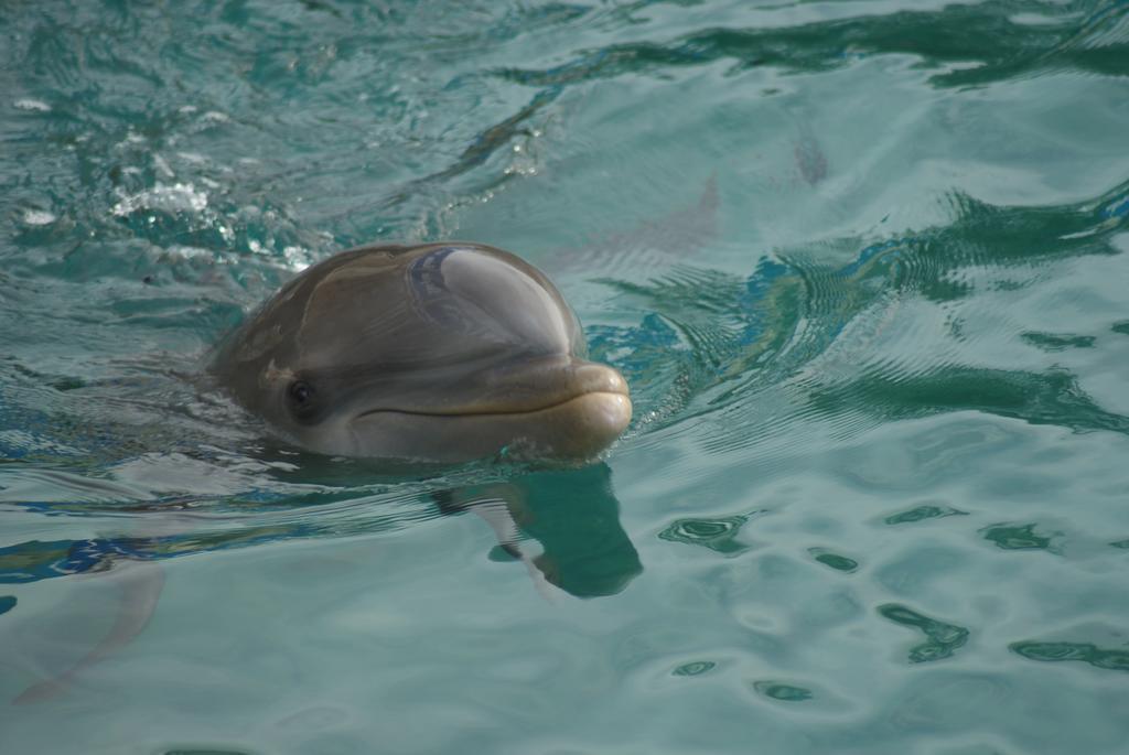 Dolphins Jump@curacao Ocean *