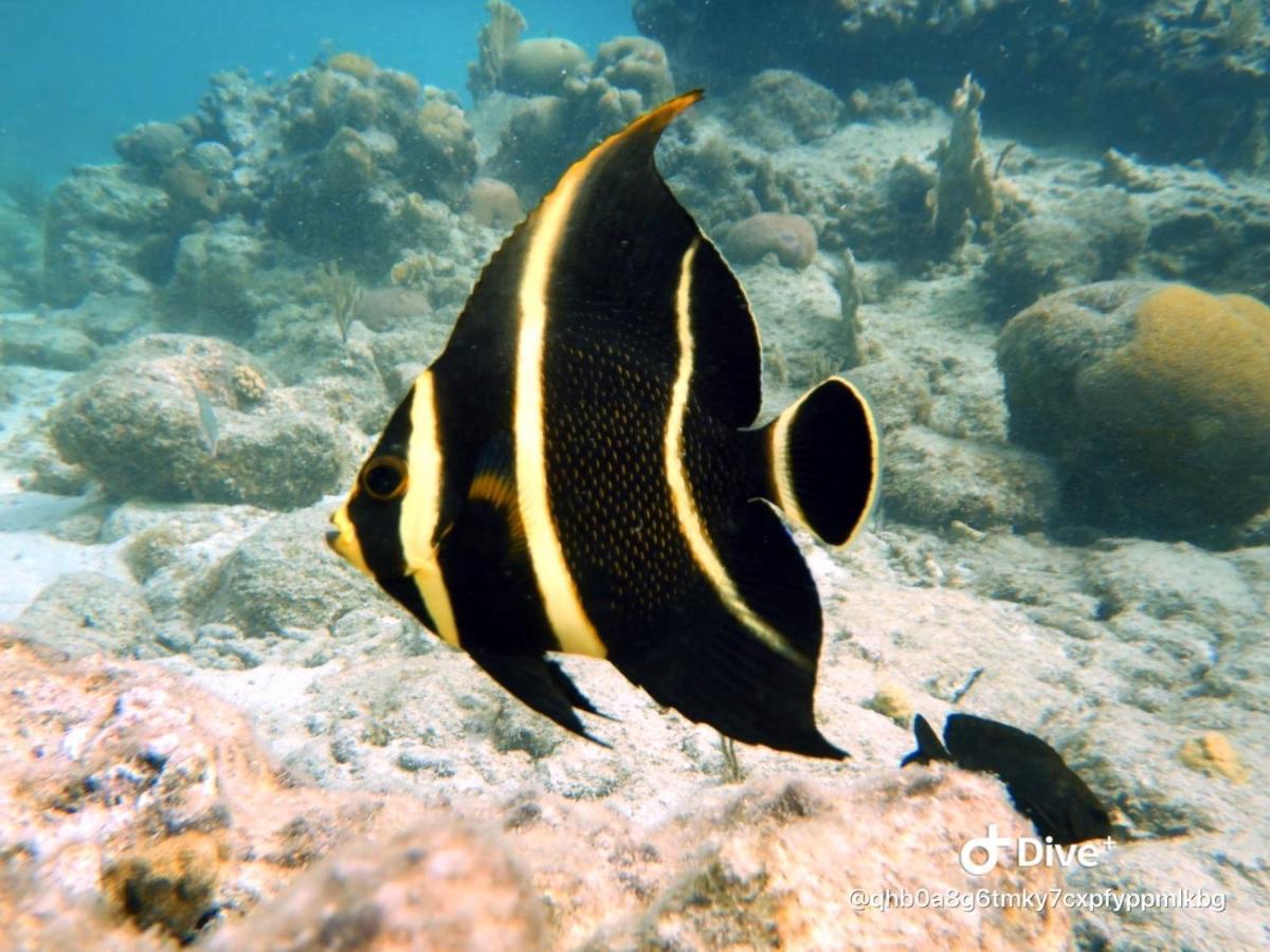 Apartment Club Seru Coral Ap Toekan