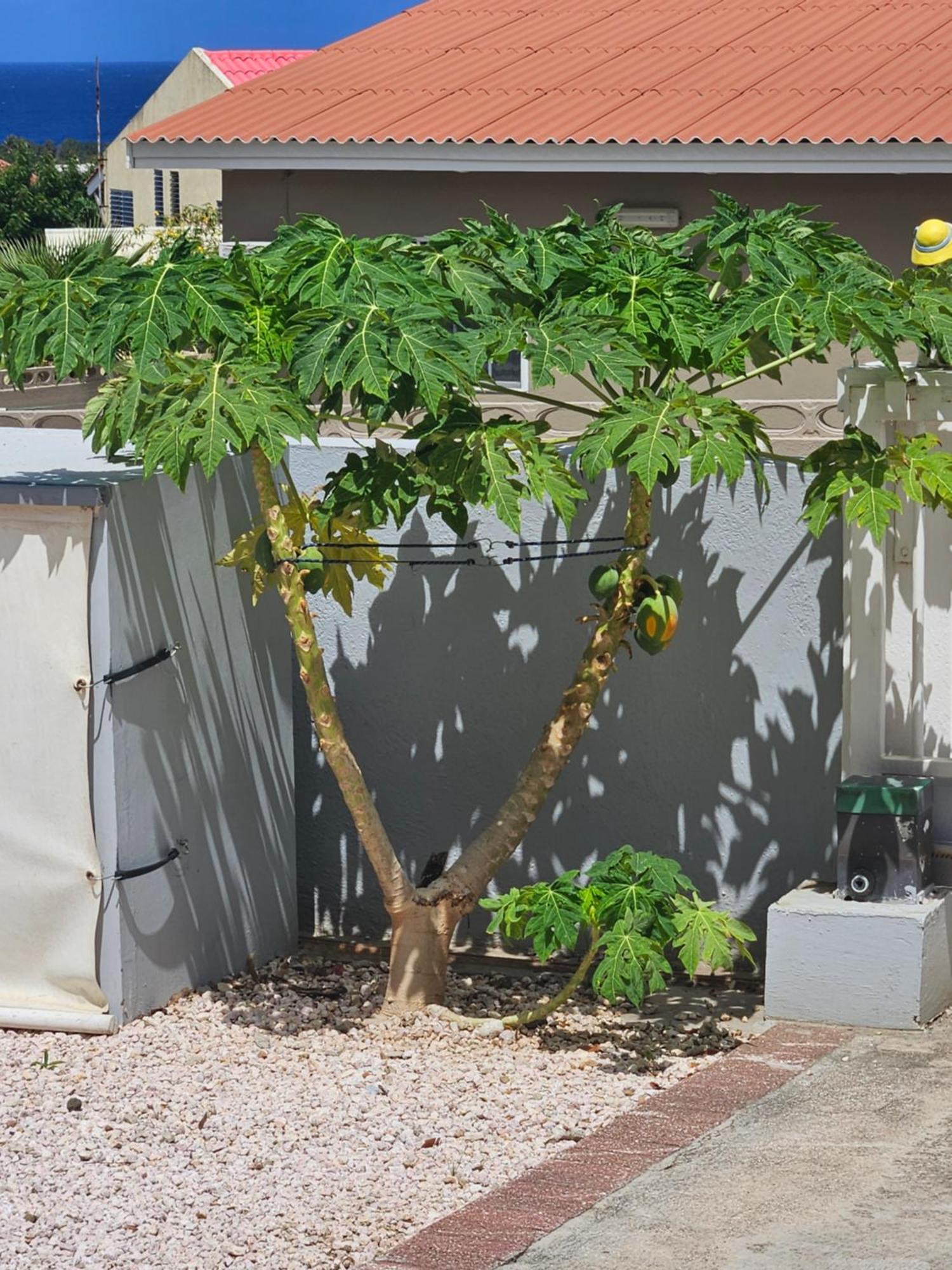 Raven's Paradise Appartement Willemstad
