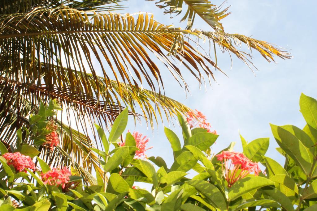Caribbean Flower Appartement *