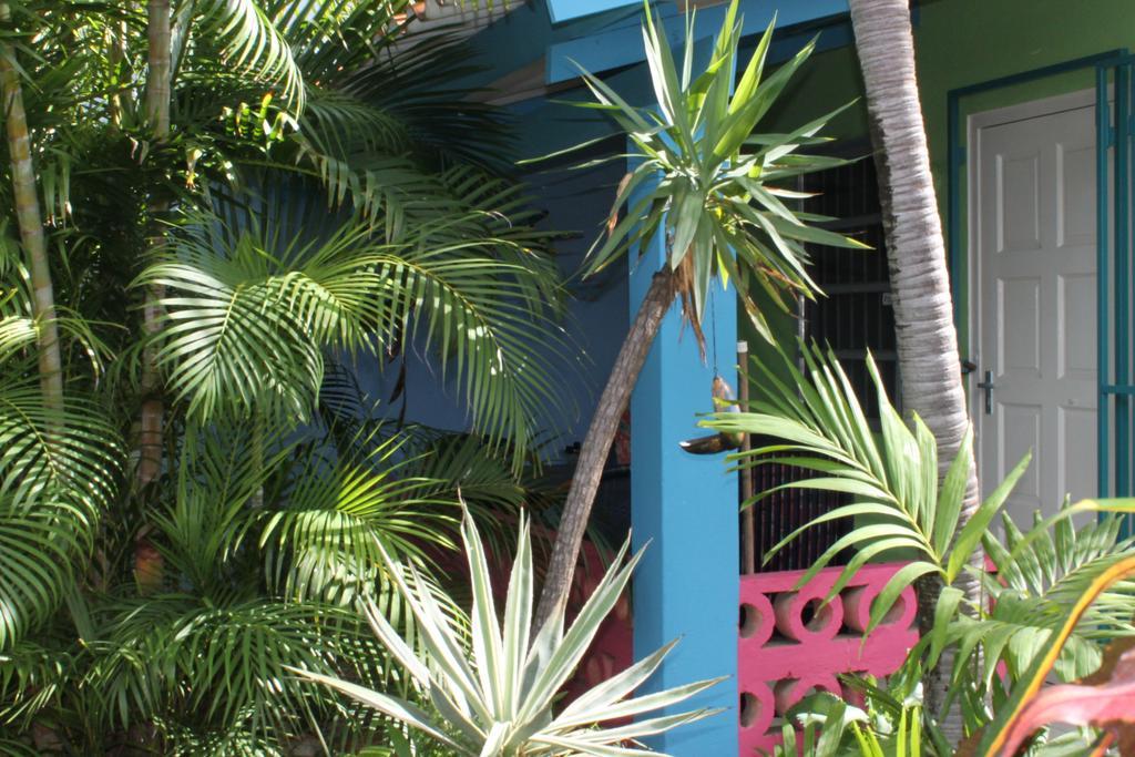 Caribbean Flower * Willemstad