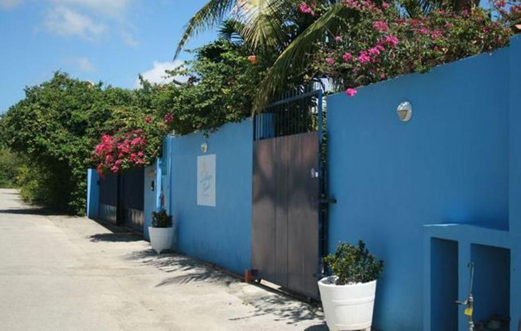 Caribbean Flower Willemstad