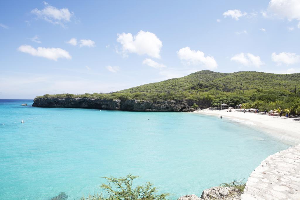 Dolphins Jump@curacao Ocean *