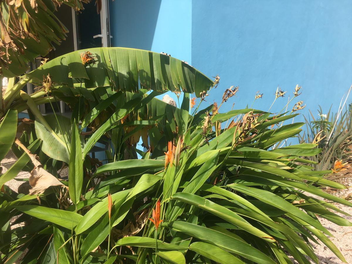 Tropical Breeze Curacao Apartment Santa Catharina