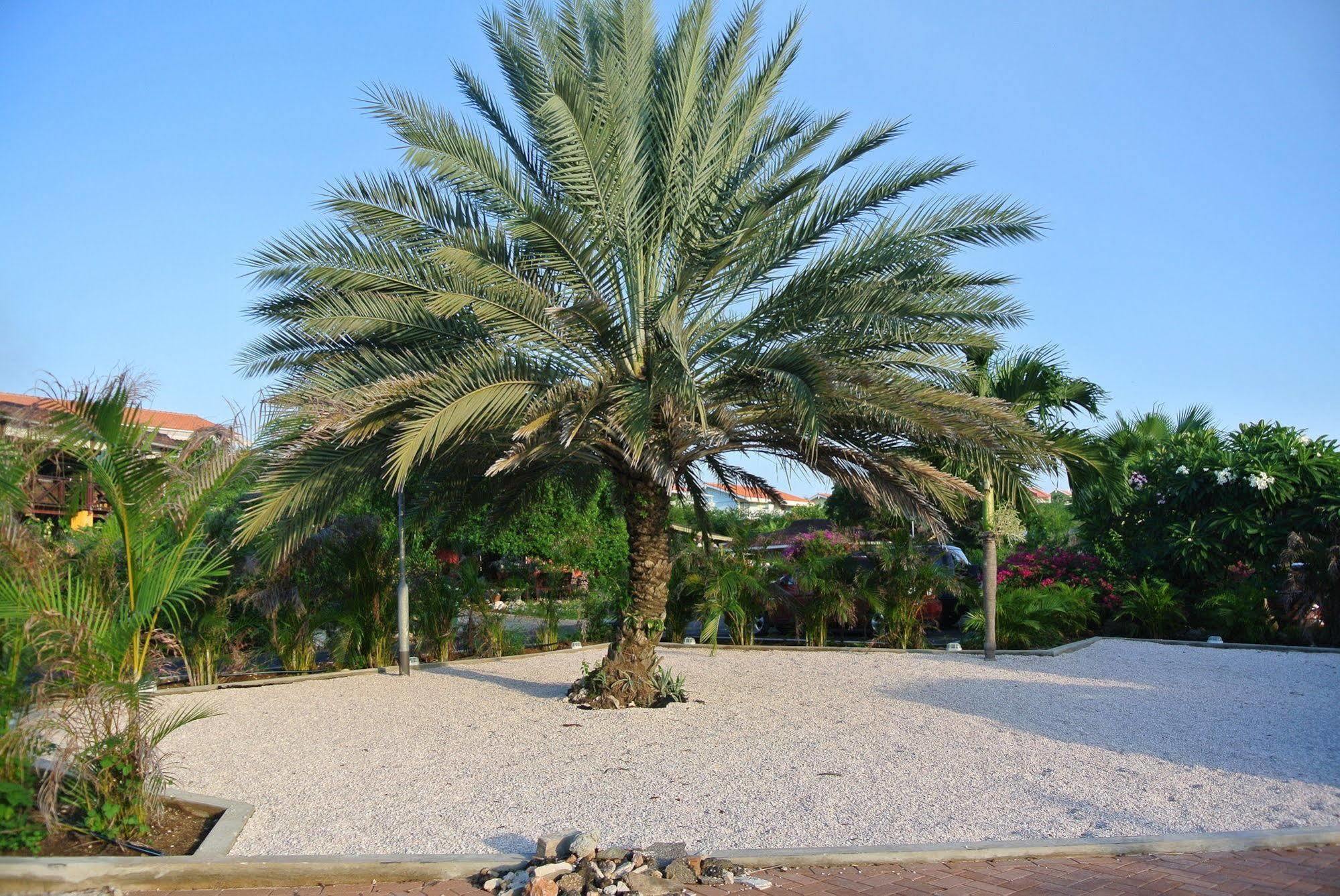 Piscadera Bay 3*