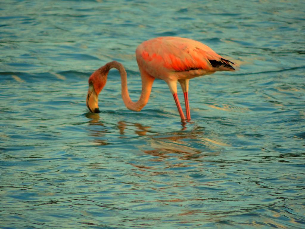 Piscadera Bay Willemstad