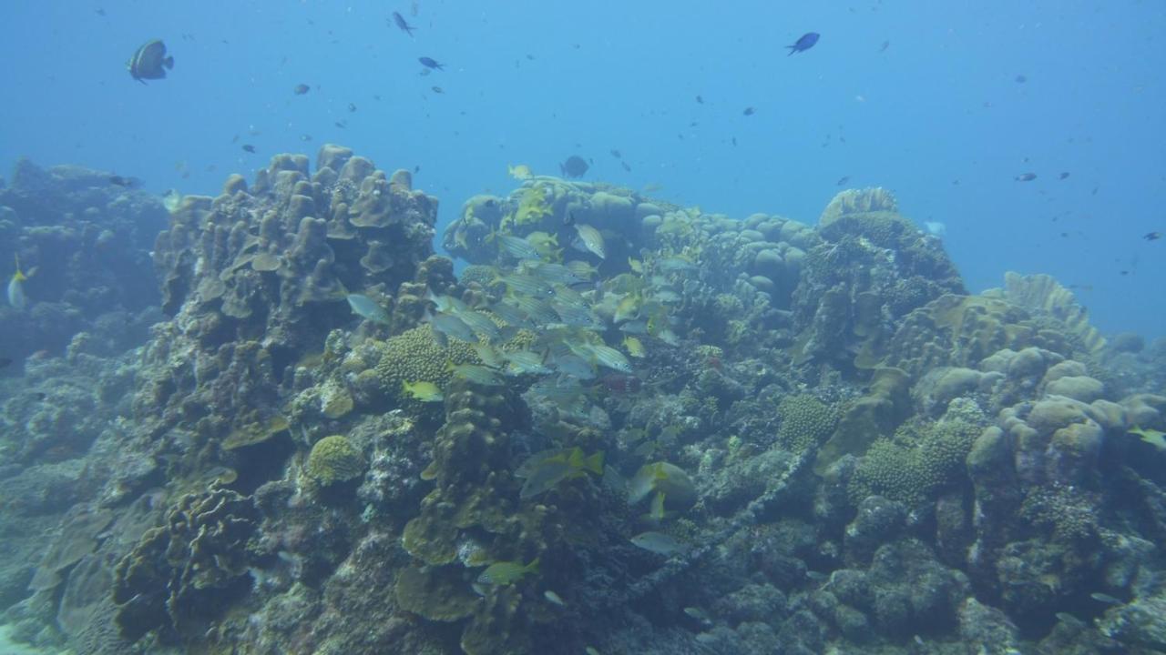 Marazul Dive Resort. 3 Bedroom Seafront House. Dive, Snorkel, Enjoy Amazing Sunsets Holiday home Westpunt