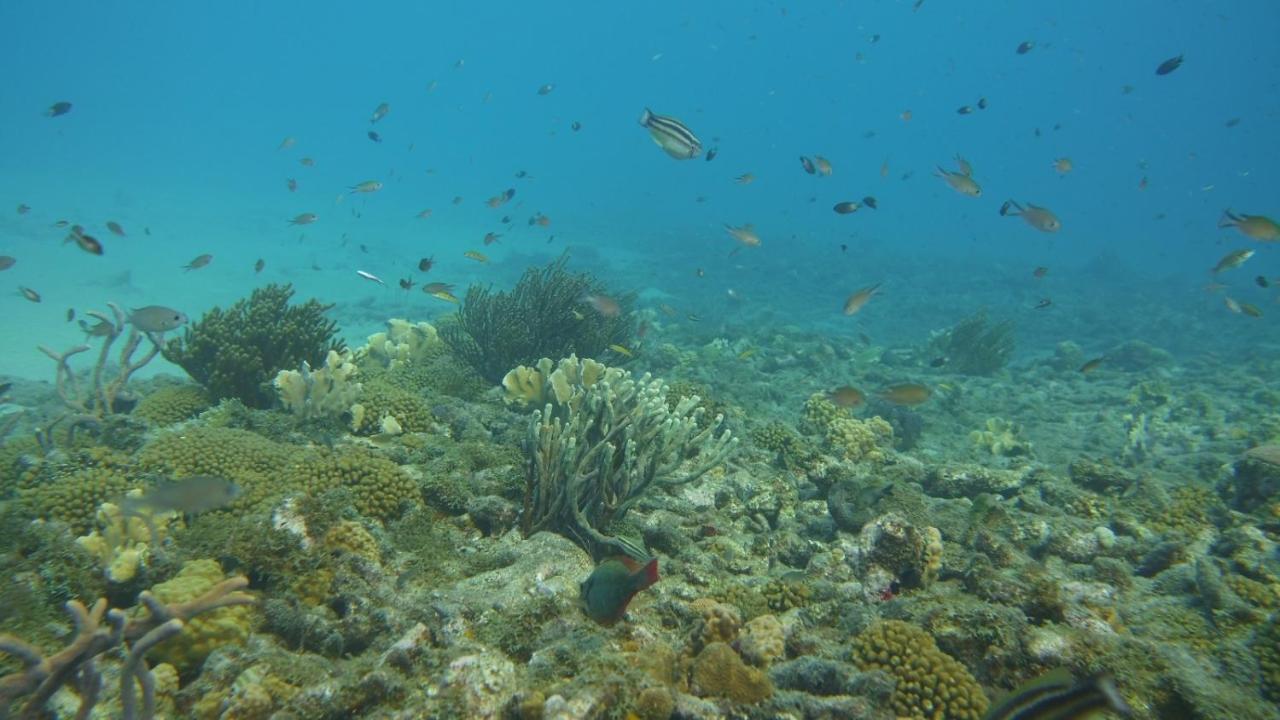 Marazul Dive Resort. 3 Bedroom Seafront House. Dive, Snorkel, Enjoy Amazing Sunsets