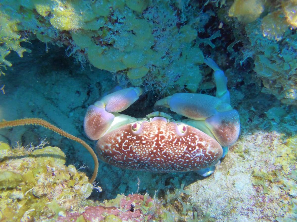 Club Seru Coral Ap Toekan Apartamento