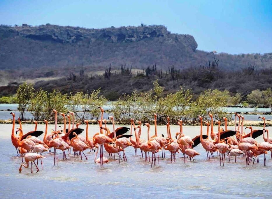 Newvilla-coral Estate-walktobeach-private Pool-up To 16 Guests Seaview Villa Willibrordus