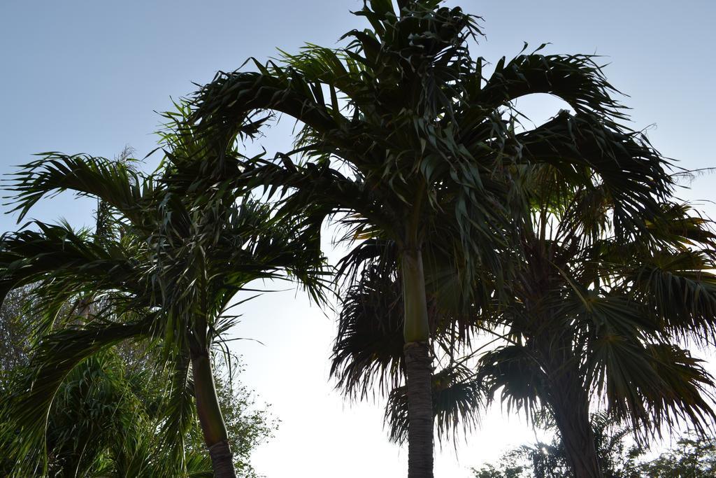 Palm Trees *