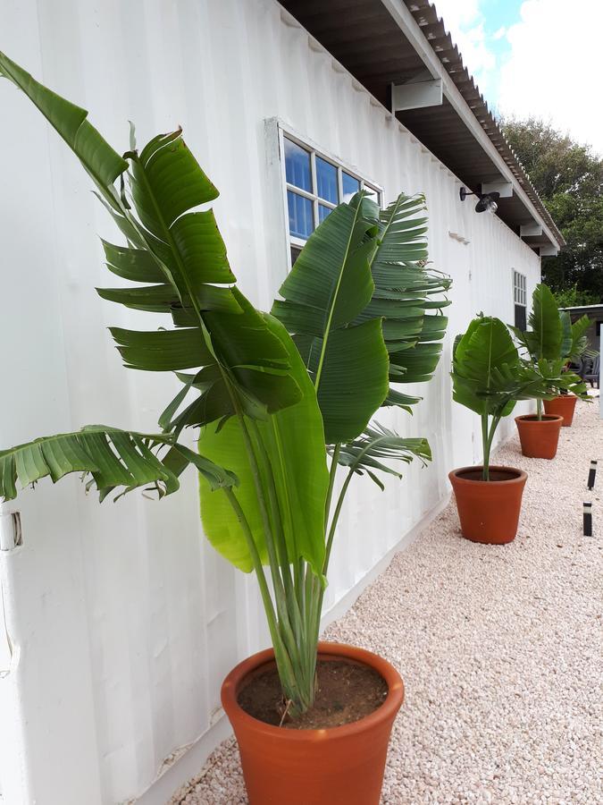 Palm Trees Apartment Willemstad