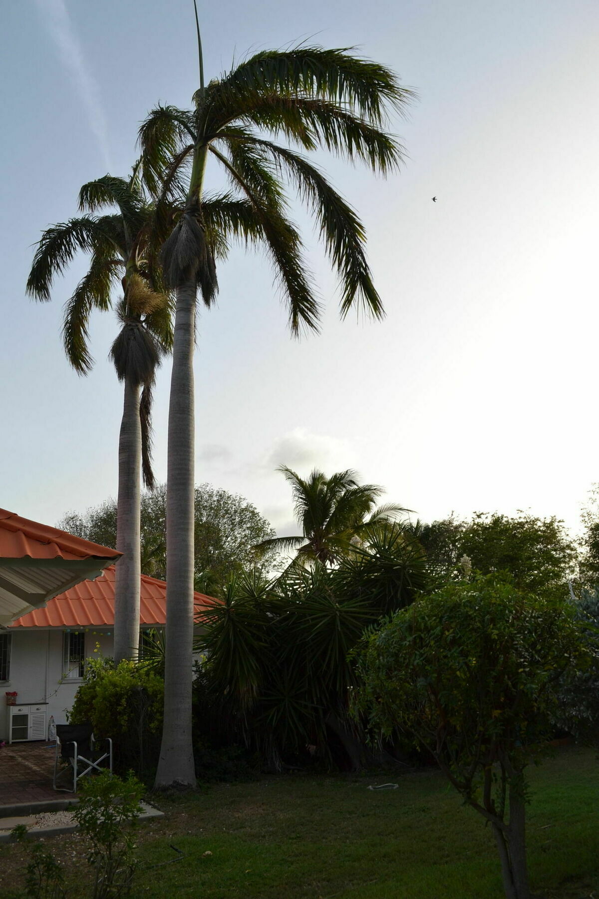 Palm Trees Willemstad